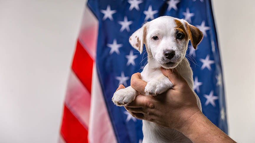 puppy jack russell terrirer